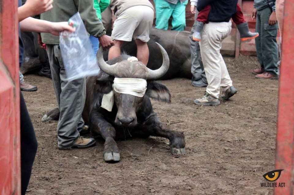 What are we doing to the animals? Tuberculosis, Rabies, and More in Namibia